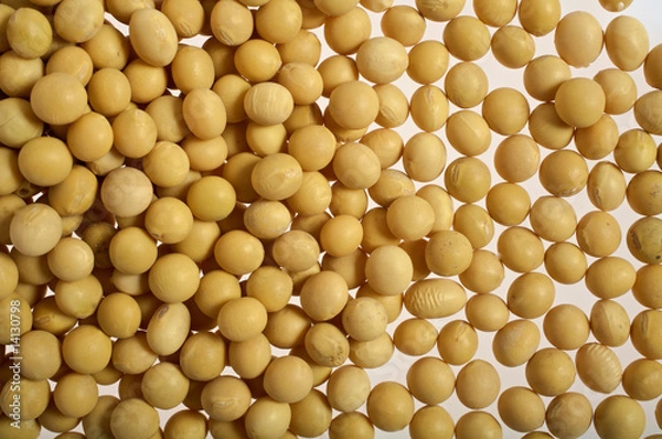 Fototapeta Sojabohnen