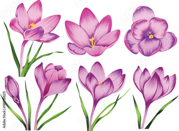 Obraz crocus flower vector illustration