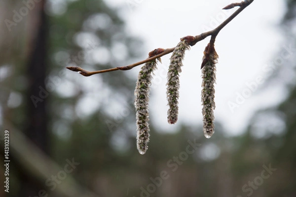Fototapeta Quaking aspen catkins.