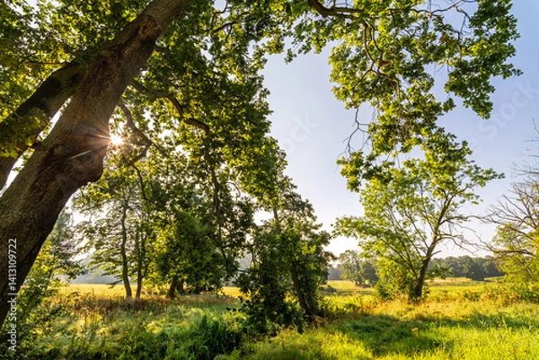 Obraz Sun shining through a tree in a landscaped park (Jenischpark) in Hamburg in Northern Germany