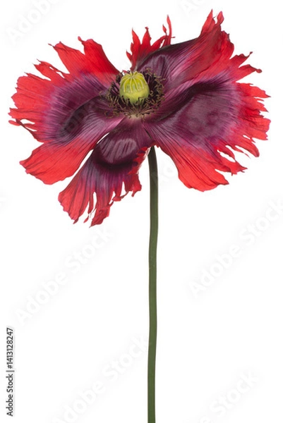 Obraz poppy flower isolated