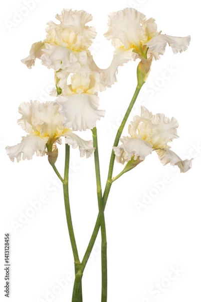 Obraz iris flower isolated