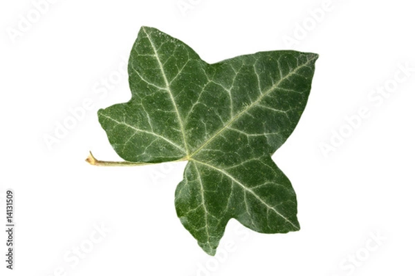 Obraz Efeublatt freigestellt