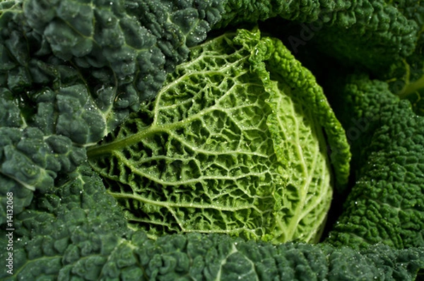 Fototapeta Wirsingkohl