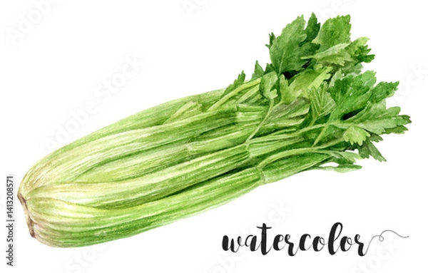 Fototapeta Watercolor Realistic Celery Bunch Illustration, Fresh Greens and Vegetables Collection