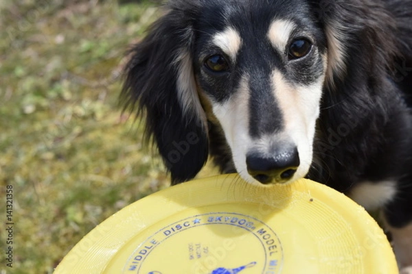 Obraz ミニチュアダックスとフリスビー