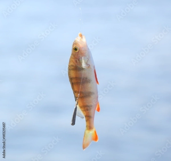 Fototapeta A perch caught in the Neva River