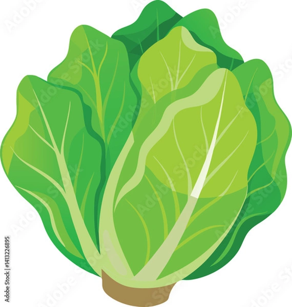 Obraz Lettuce