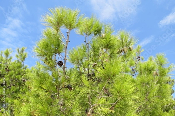 Fototapeta Summer pinecone tree forest in Bar-city, Montenegro