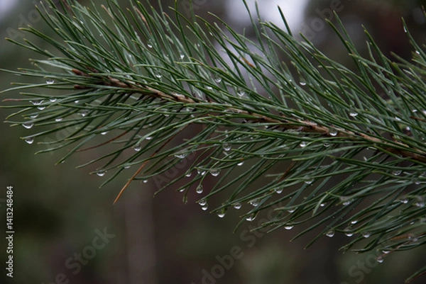 Fototapeta Raindrops on a pine branch with needles.