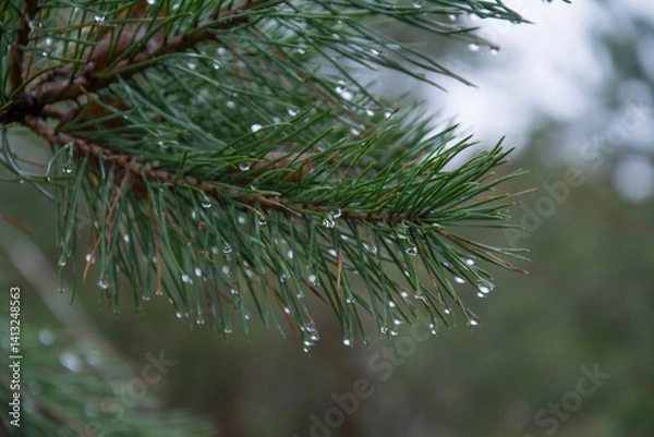 Fototapeta Raindrops on a pine branch with needles.