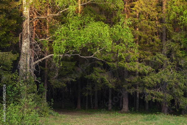 Fototapeta edge of a thick forest on a spring evening