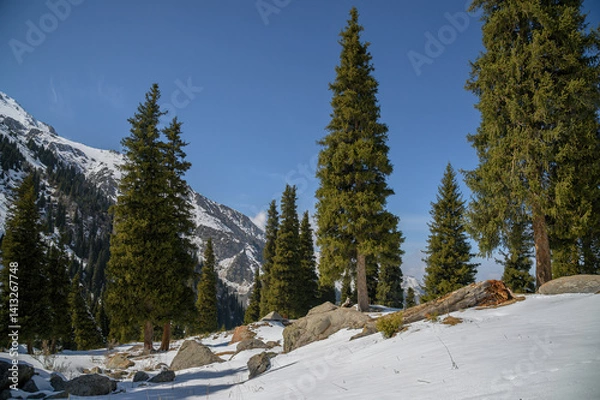 Obraz snow covered trees