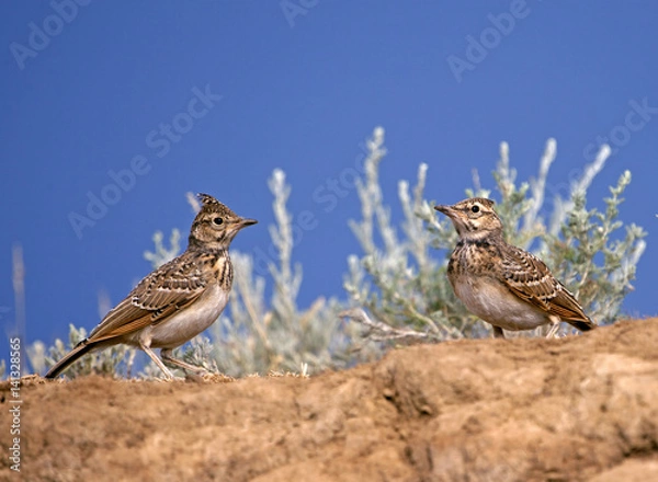 Fototapeta Calandra lark