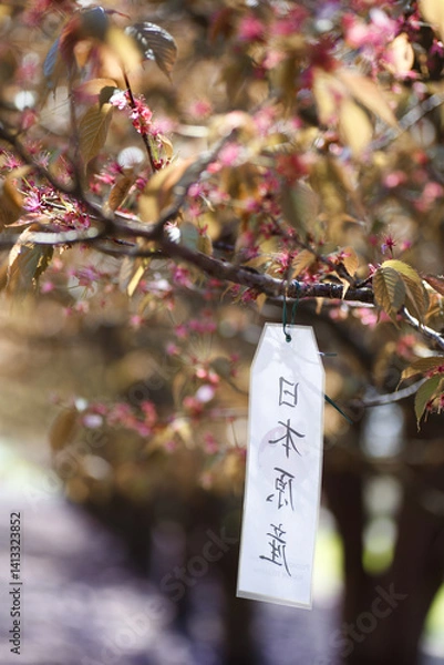 Obraz Faded cherry blossoms in the Botanical Garden, Warsaw, Poland. There is a sign hanging on the tree with an inscription in Chinese. Alley with Japanese sakura trees in the Polish Botanical Garden.