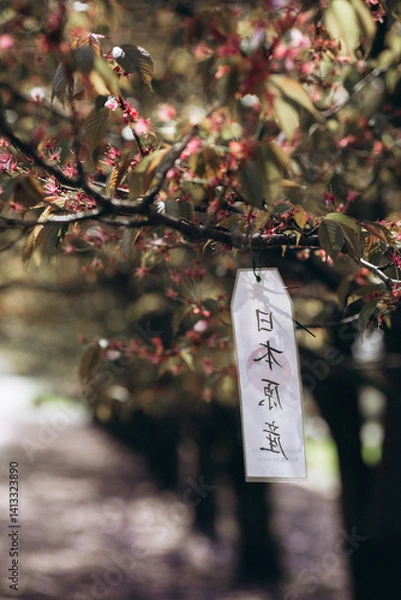 Obraz Faded cherry blossoms in the Botanical Garden, Warsaw, Poland. There is a sign hanging on the tree with an inscription in Chinese. Alley with Japanese sakura trees in the Polish Botanical Garden.