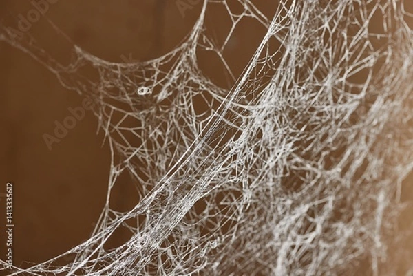 Fototapeta Thick old spider web in a cellar