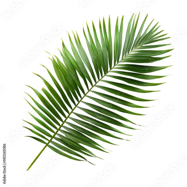 Fototapeta Isolated fresh green palm leaf displayed against a clean transparent background showcasing its vibrant texture and form, palm leaf isolated on transparent backgroundfile