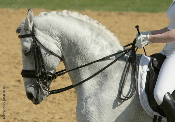 Obraz Pferdesport Dressur