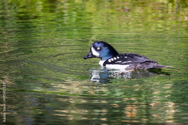Fototapeta Close up of a Barrows goldeneye duck swimming on lake surface