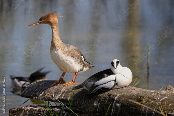 Fototapeta Close up of a female red brested merganser standing on log at waters edge in Gloucestershire, UK on 11 April 2025