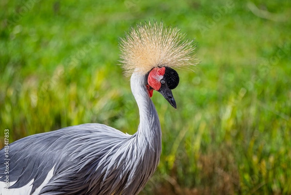 Fototapeta Close up of a Grey Crowned Crane against a blurred green background