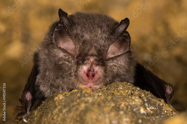 Fototapeta Podkowiec mały (Rhinolophus hipposideros) szczegół twarzy. Specjalistyczne cechy anatomiczne związane z echolokacją u rzadkiego nietoperza z rodziny Rhinolophidae