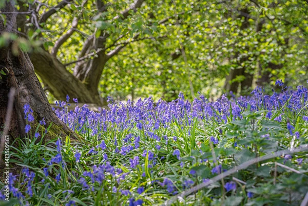 Fototapeta Morning photo of beautiful bluebells in the forest