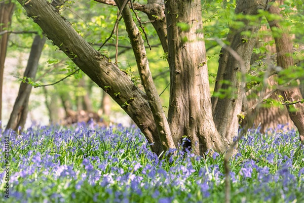 Obraz Bluebells in the morning in the forest