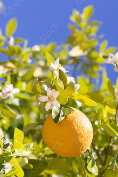 Fototapeta Citrus fruits thriving on trees in Arizona with vibrant flowers and a bright blue sky