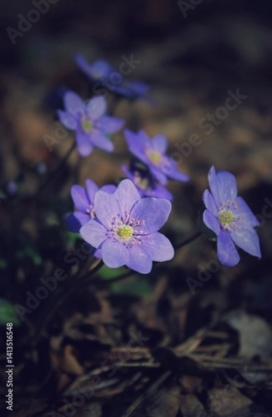 Obraz Purple flowers in the forest on the lawn. Beautiful natural background. Delicate petals. A bright spring landscape. The awakening of nature. Primroses on a green lawn.
