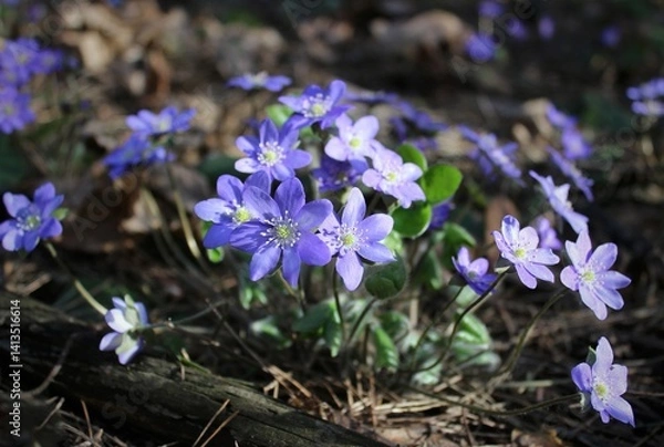 Obraz Purple flowers in the forest on the lawn. Beautiful natural background. Delicate petals. A bright spring landscape. The awakening of nature. Primroses on a green lawn.