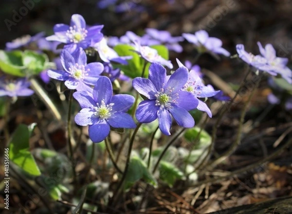 Obraz Purple flowers in the forest on the lawn. Beautiful natural background. Delicate petals. A bright spring landscape. The awakening of nature. Primroses on a green lawn.
