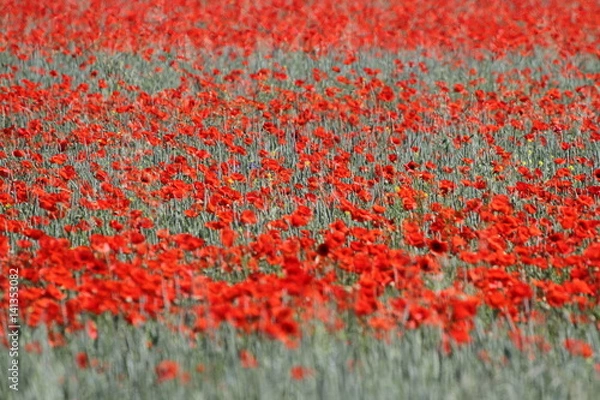 Fototapeta Mohnblumenfeld