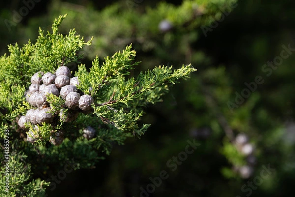 Fototapeta Close up of Monterey Cypress cones, seemingly like woody berries, against background of bokeh copy space