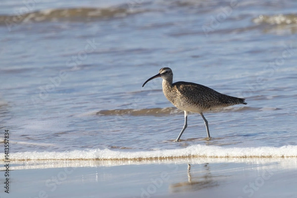 Fototapeta Closeup of Whimbrel, a long-billed shorebird, standing in bubbling Atlantic Ocean waves on the West Coast, California, United States