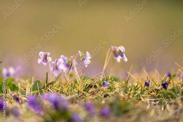 Obraz Manchurian Violet in the early spring.. field of wild flowers. purple crocus flowers	