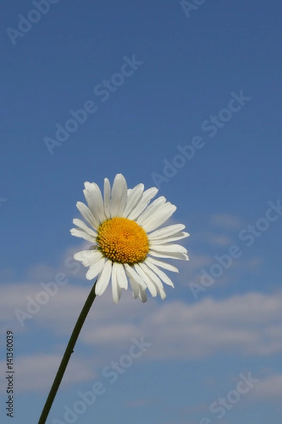 Fototapeta Camomile