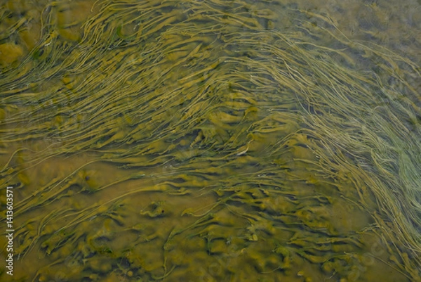 Fototapeta close-up of green algae in water near a hot spring in Iceland
