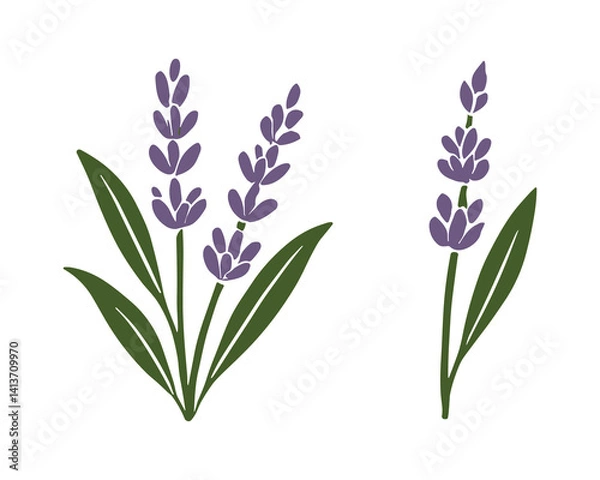 Obraz Lavender Flower Set Vector Illustration