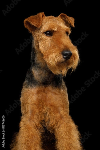 Fototapeta Portrait of funny dog welsh terrier in studio isolated portrait on black background, looking away