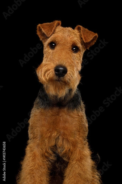 Fototapeta Portrait of funny dog welsh terrier in studio isolated portrait on black background, stare in camera