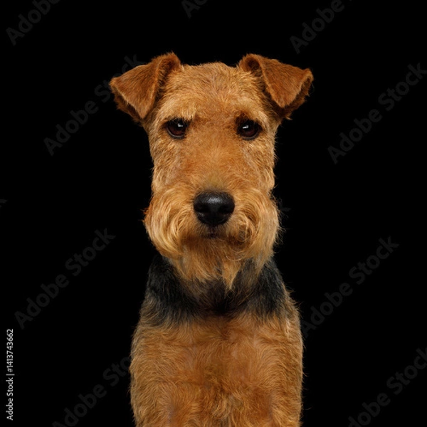 Fototapeta Portrait of happy dog welsh terrier in studio isolated portrait on black background, stare in camera