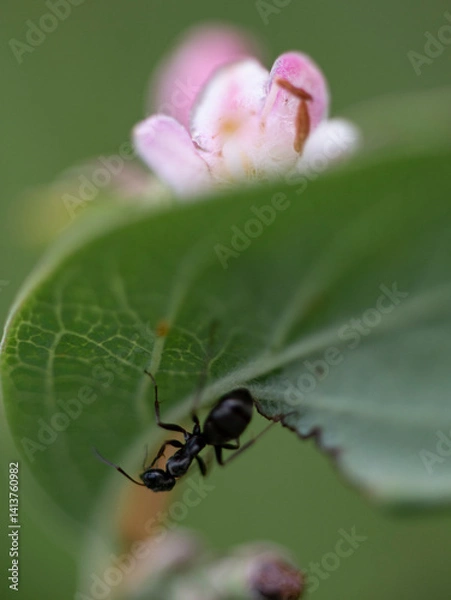 Obraz ant on a leaf