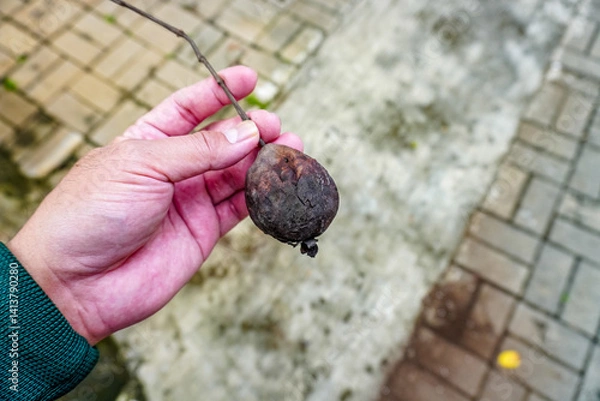Fototapeta Holding Decaying Rotten Fruit on Small Branch Showing the Effects of Spoilage