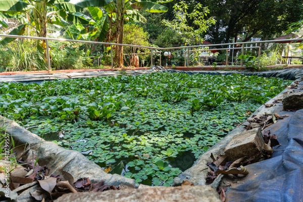 Fototapeta Pond Covered in Water Hyacinth Plants with Concrete Edges and Tropical Trees