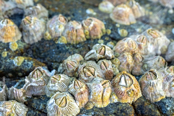Obraz Close up view  sea barnacles illuminated by natural light, weathered coastal rock, showcasing natural textures and marine life patterns image.