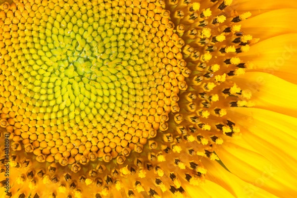 Fototapeta Core of of the flower, texture. Sunflower close-up. Seeds and oil. Flat lay, top view. Macro