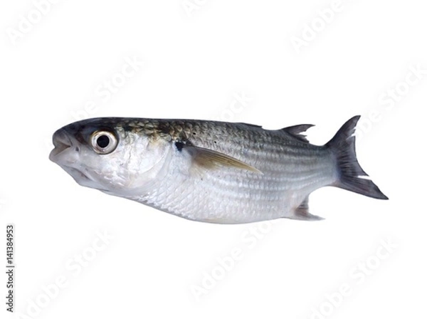 Obraz Mullet fish on white background 