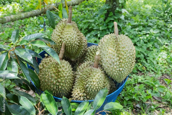 Fototapeta Freshly harvested durians are placed in a blue basket under a tree in a tropical orchard. Surrounded by lush green foliage, the spiky fruits are ready for market or further inspection.
